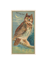 Load image into Gallery viewer, Antique Birds Greeting Cards
