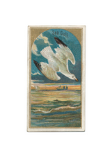 Load image into Gallery viewer, Antique Birds Greeting Cards
