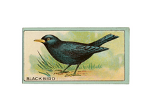 Load image into Gallery viewer, Antique Birds Greeting Cards
