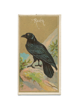 Load image into Gallery viewer, Antique Birds Greeting Cards
