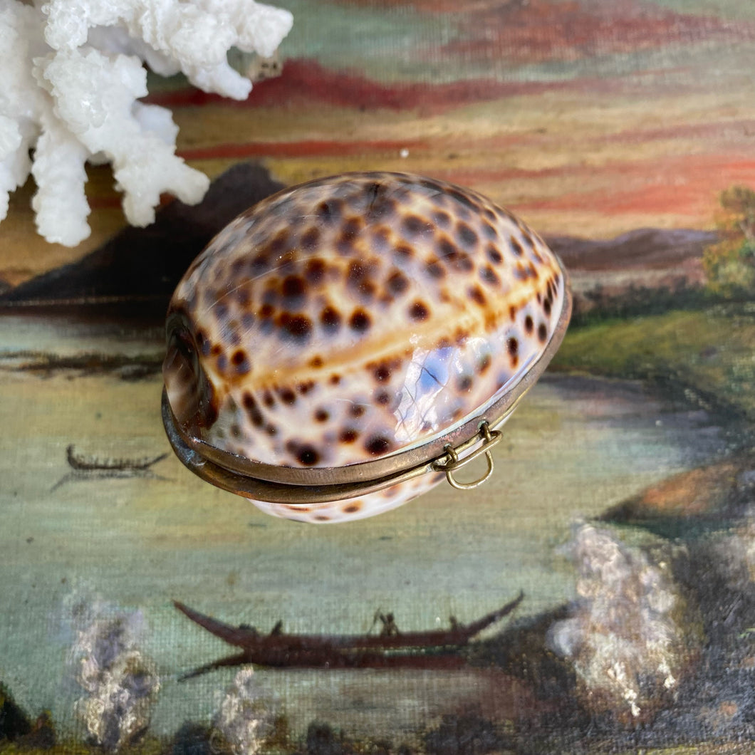 Vintage Tiger Cowrie Hinged Coin Purse