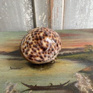 Vintage Tiger Cowrie Hinged Coin Purse