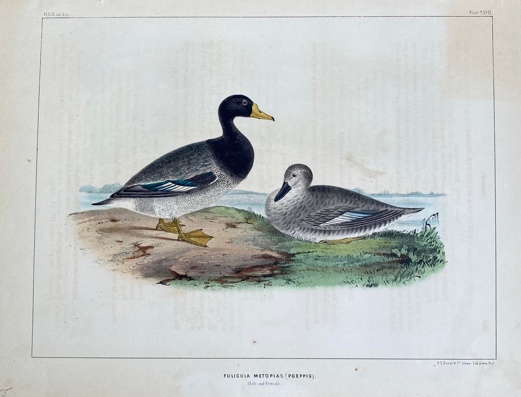 Antique Duck Hand-Coloured Lithographs c1855