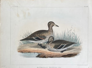 Antique Duck Hand-Coloured Lithographs c1855