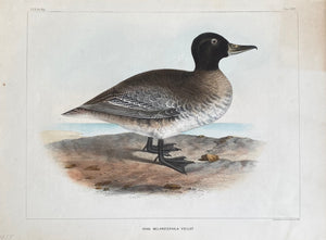 Antique Duck Hand-Coloured Lithographs c1855