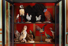 Load image into Gallery viewer, A Parisian Cabinet of Curiosities Book by Deyrolle
