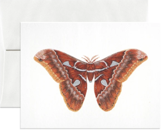 Orizaba Silk Moth Greeting Card