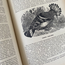Load image into Gallery viewer, Wood&#39;s Natural History Book - Birds c1880
