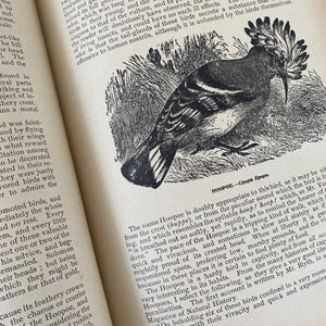 Wood's Natural History Book - Birds c1880
