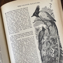 Load image into Gallery viewer, Wood&#39;s Natural History Book - Birds c1880
