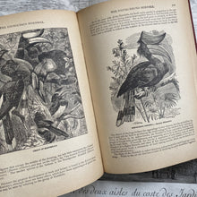 Load image into Gallery viewer, Wood&#39;s Natural History Book - Birds c1880
