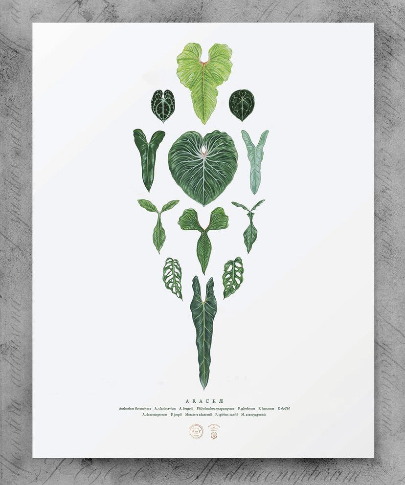 Araceae Art Print by Open Sea Design Co. in New York