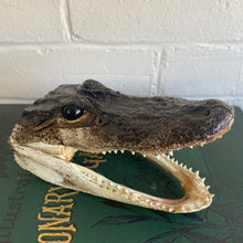 Load image into Gallery viewer, Vintage Specimen 5-1/2”
