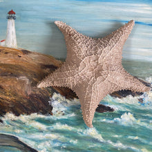 Load image into Gallery viewer, Vintage Starfish Specimen 12‚Äù
