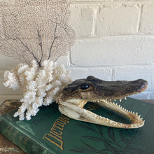 Load image into Gallery viewer, Vintage Specimen 5-1/2”

