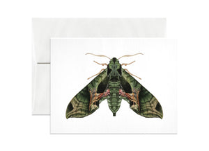 Pandora Sphinx Moth Card by Open Sea Design Company in New York